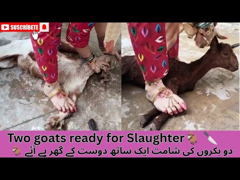Two Goats ready for Slaughter | pre-slaughter vlog