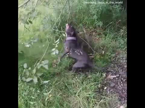 Two, STAFFORD SHIRE BULL TERRIER VS tree  😂 FROM SCOTLAND