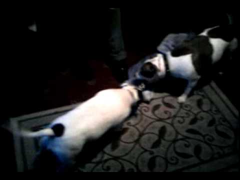 Two Staffordshire Bull Terriers Tug Of War