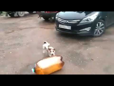 Two-liter explodes and stuns dog.