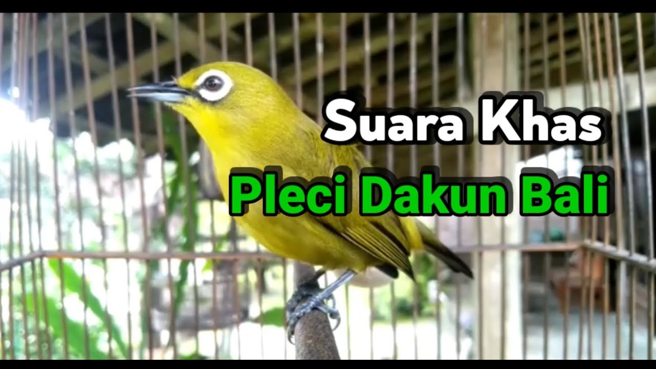 Typical Sound of Pleci Dakun Bali Ngeplong Suitable For Fishing