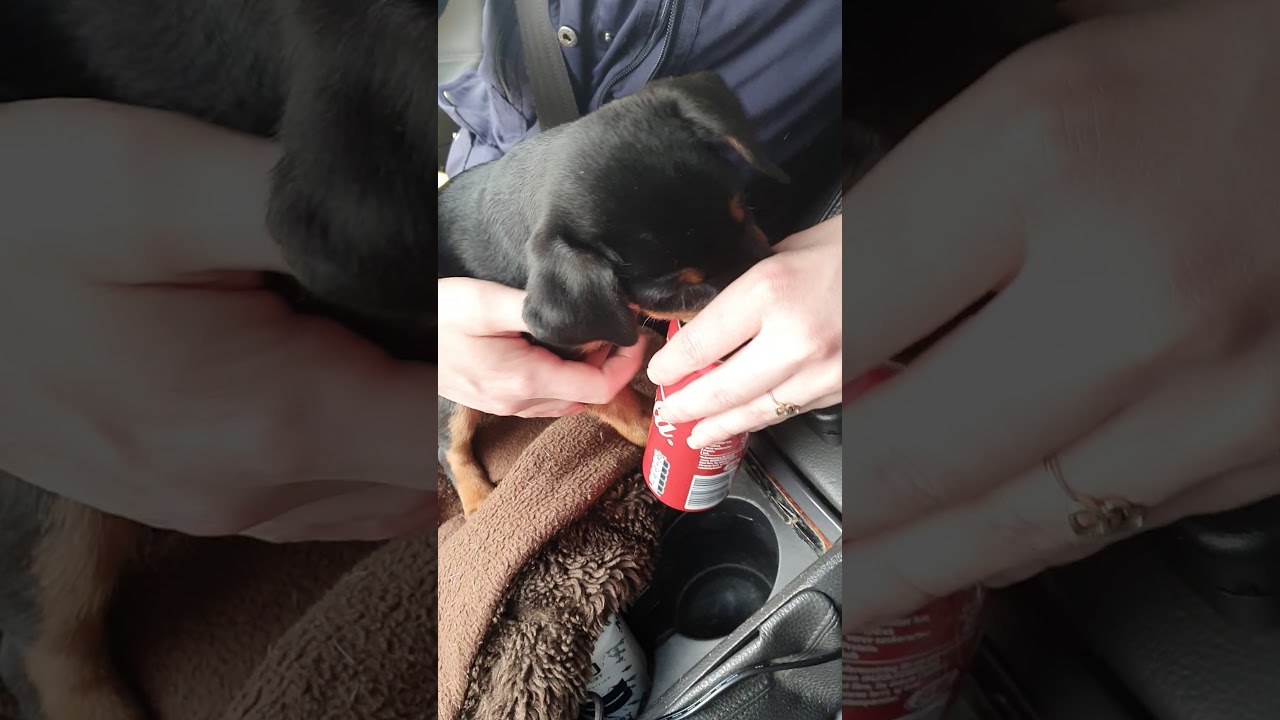 Tysk jakterrier vs. colaboks/German hunting terrier vs cola can