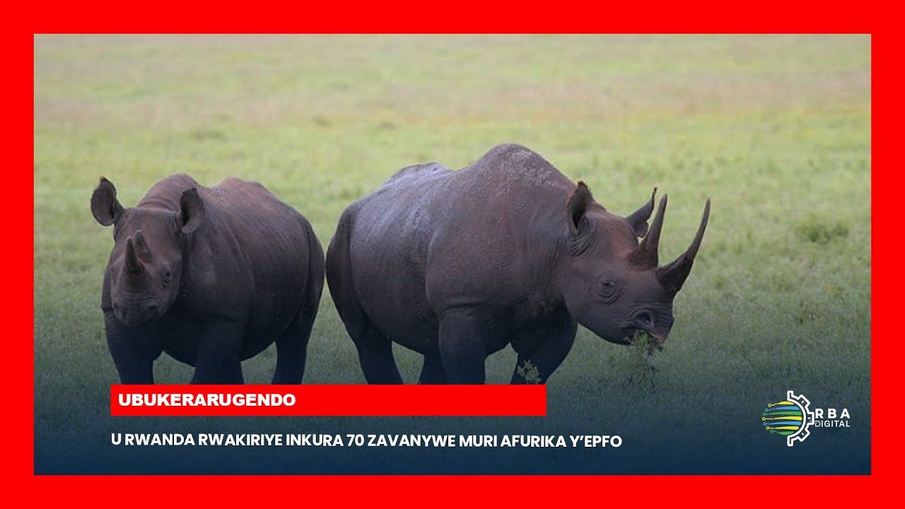 U Rwanda rwakiriye inkura 70 zavanywe muri Afurika y’Epfo