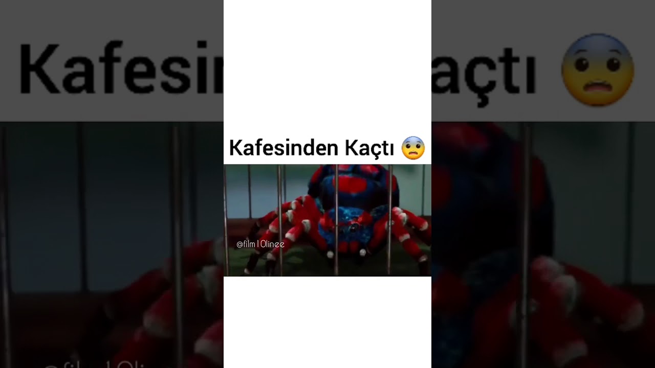 Ucubeler Sirki - Vampirin Çırağı