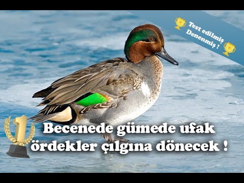 Ufak Ördek & Teal Duck (Çamurcun Kuşu) Sesi | Bütün Avcıların Tercihi !