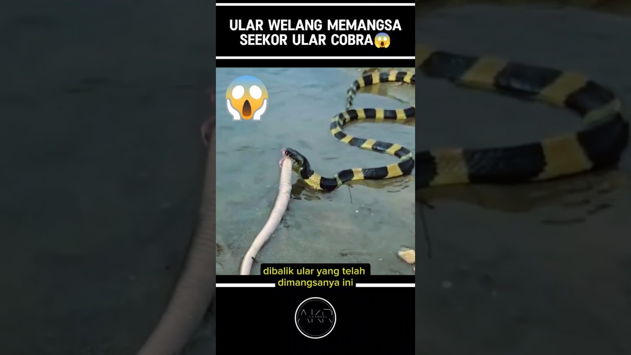 ULAR WELANG MEMANGSA ULAR COBRA BIKIN HEBOH SEMUA ORANG⁉️😱#shorts