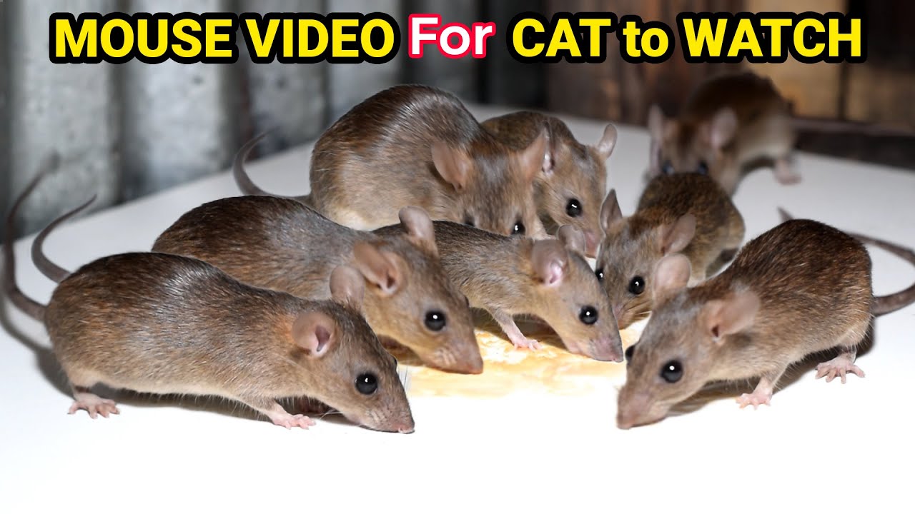 Ultimate Cat TV: Mouse and Rat Sounds to Keep Your Cat Engaged! Cats LOVE This Mouse and Rat Video!