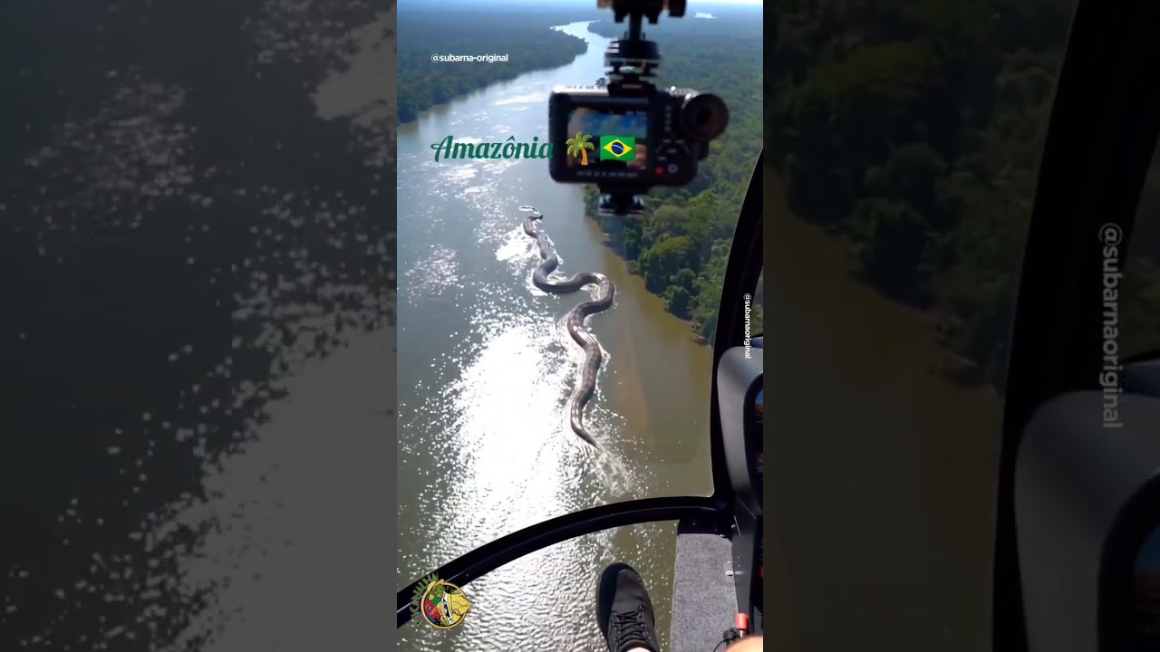 Uma #Anaconda 🐍 ( #sucuri ) gigantesca é filmada no #rioamazonas na #amazonia #brasil