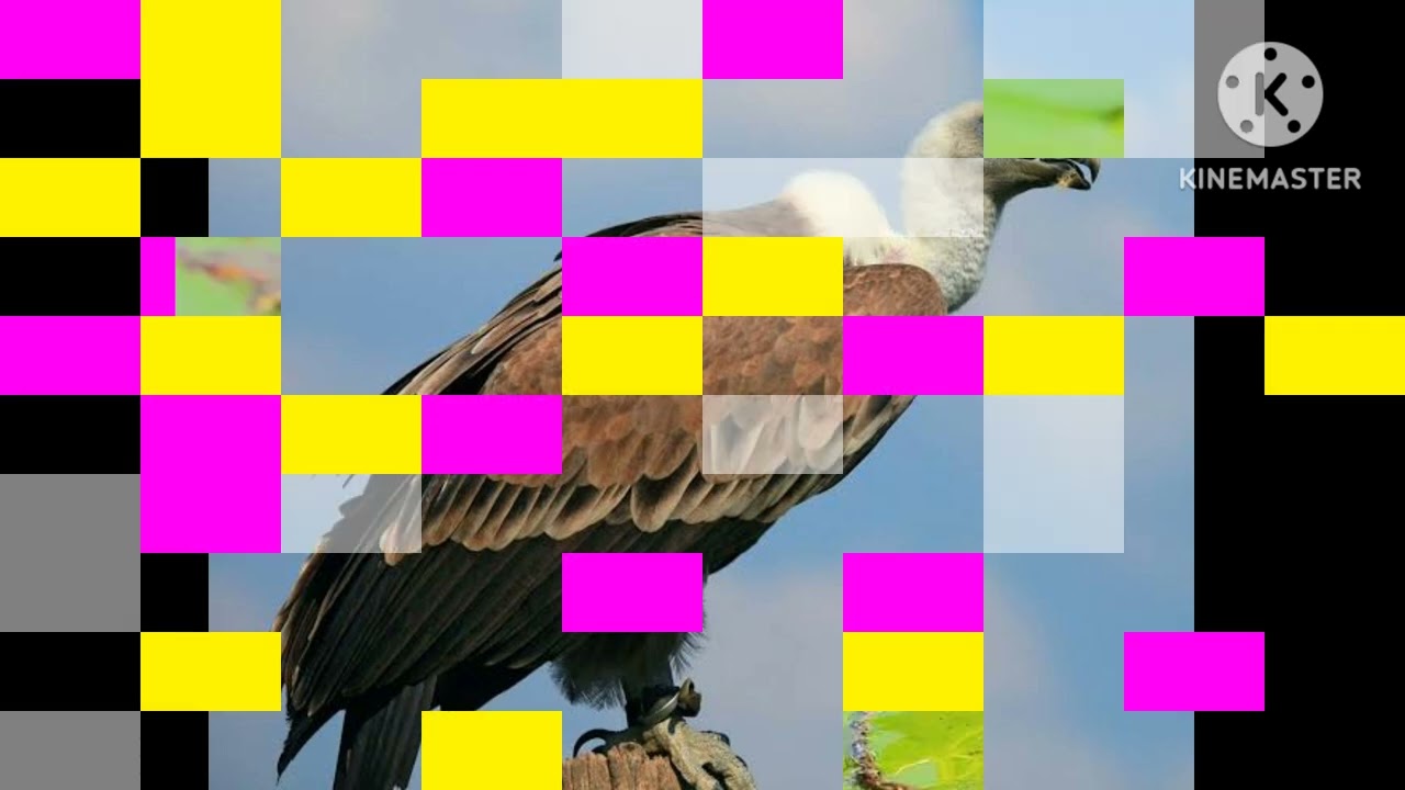 umachka birds part 2 and Discovery kids