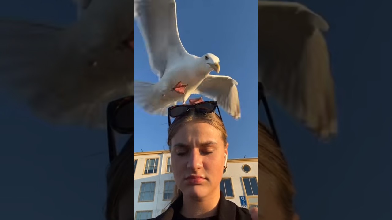Umineko seagull attack #umineko #uminekononakukoroni #uminekononakukoronichiru