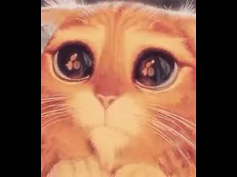 un gatito hermoso