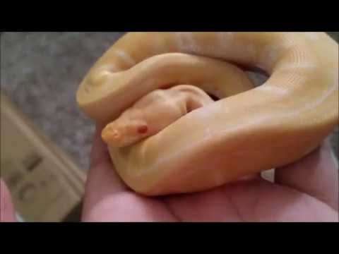 Unboxing Ghidorah, The Baby Ball Python
