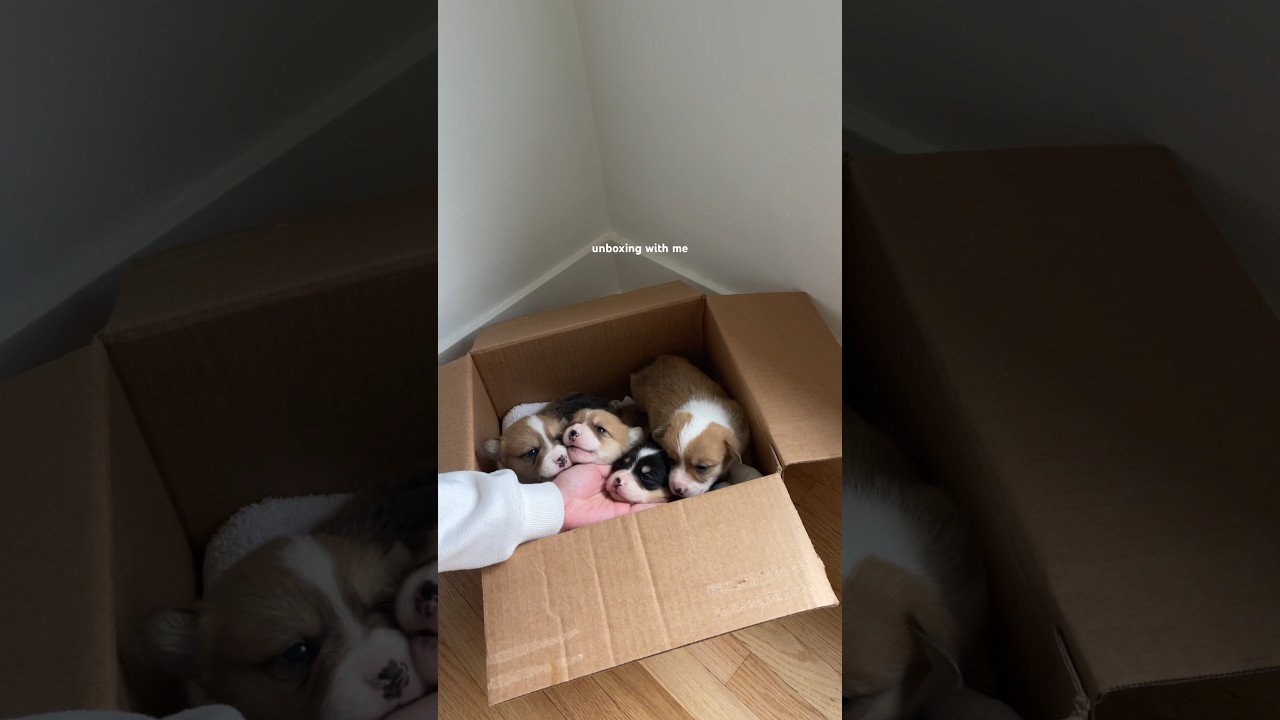 Unboxing my corgis with me! #corgipuppy #corgilife #corgiworld #corgilove #corgicrew #corgipuppies