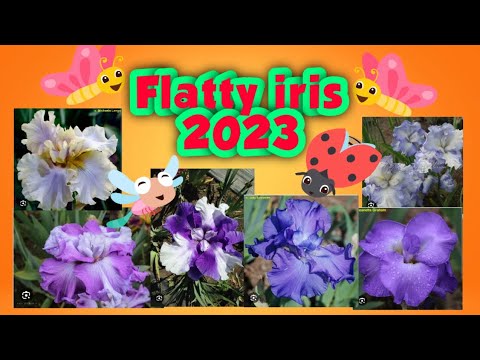 Unboxing my flatty Iris || beautiful flower 2023