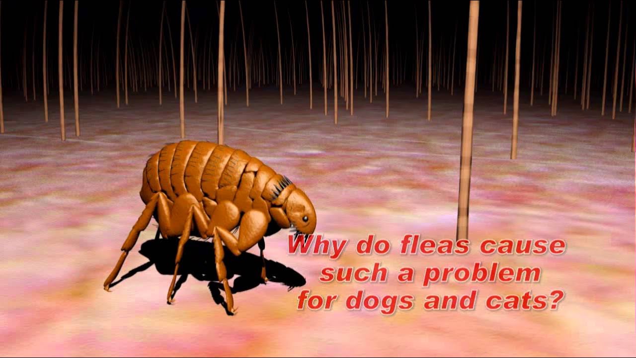 Understanding Flea and Tick Control