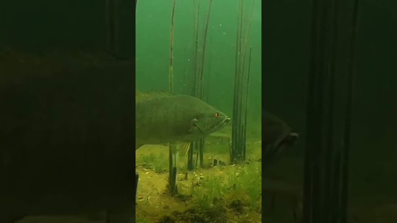 UNDERWATER Footage of FISH INHALING Drag n’ Drop BAIT! #Shorts