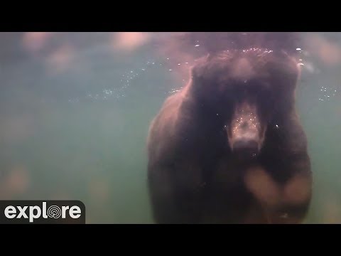 Underwater Salmon Cam - Katmai National Park, Alaska powered by EXPLORE.org