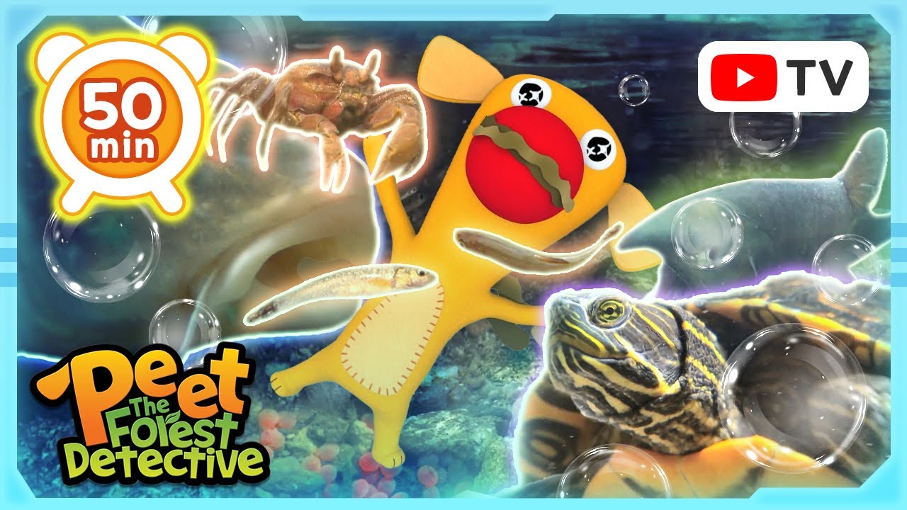 Underwater Wonders: Aquatic Life Explored | Peet The Forest Detective