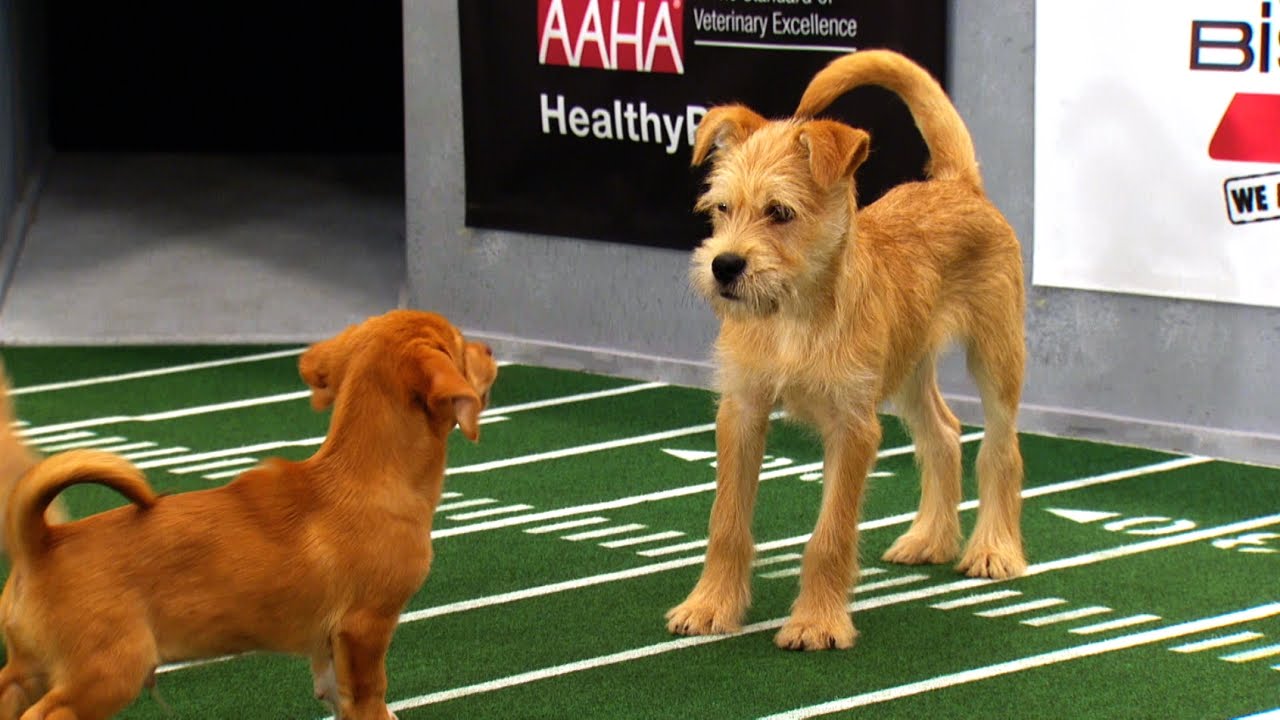 UnFURgettable Plays | Puppy Bowl