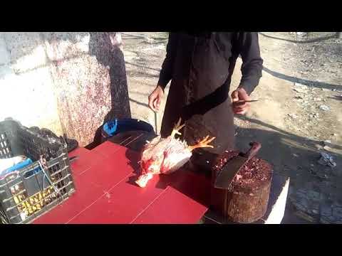 Unique style of chicken cutting and skin removing. matando galinha