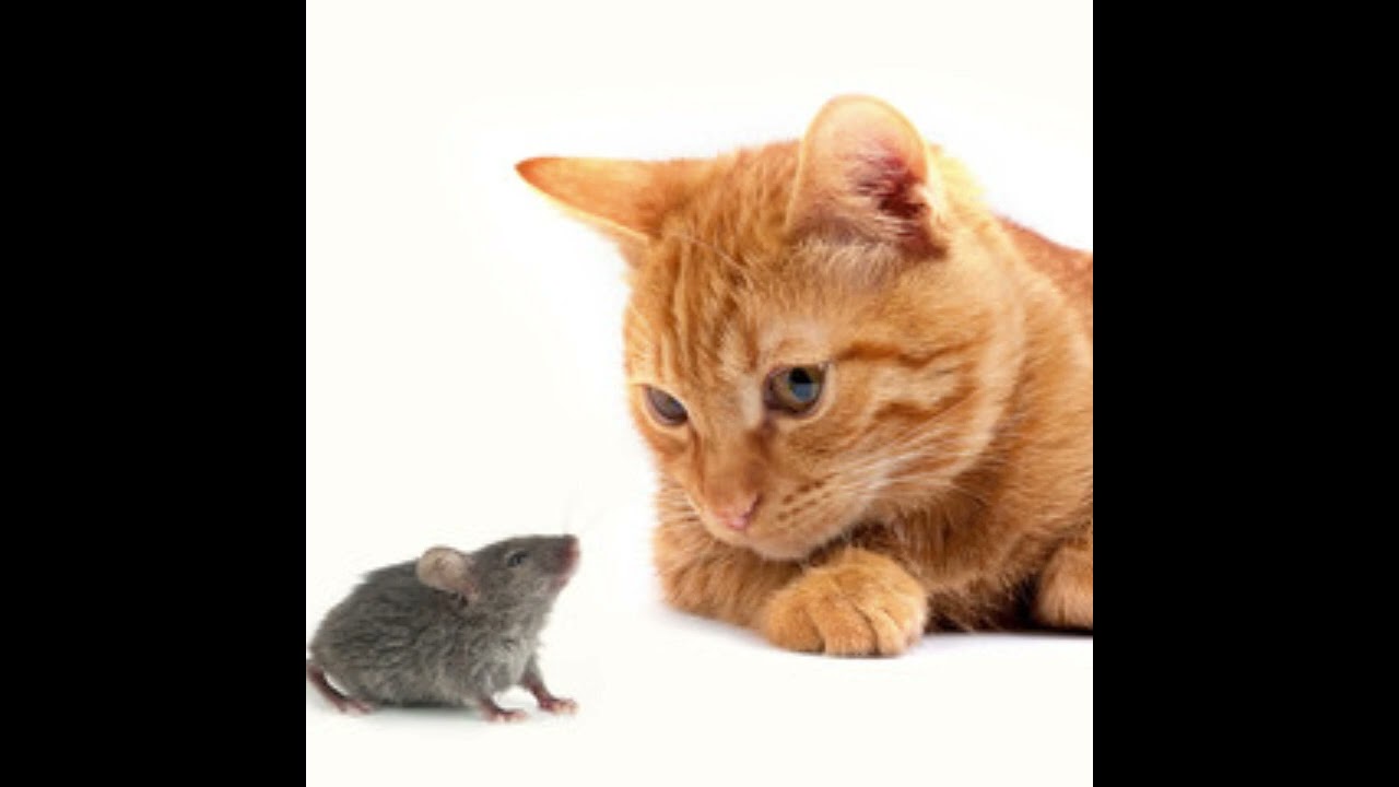 Unknown Artist - Cat And Mouse (Fragment) (Unknown Song)