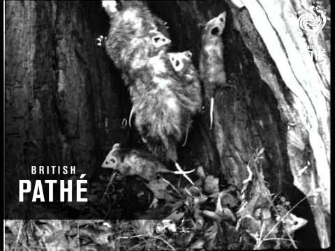 Unnatural History (1930)