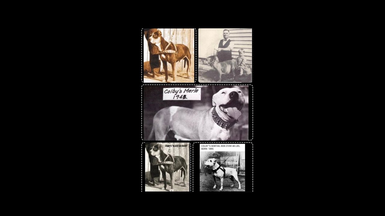 UNTOLD HISTORY OF JOHN P. COLBY’S MERLE, TRI & BLUE AMERICAN PITBULL TERRIER DOCUMENTARY #apbt
