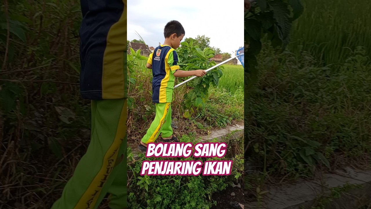untung saja ga jatuh #shortvideo #ikan #fish #shorts #short #shortvideo #like #trending