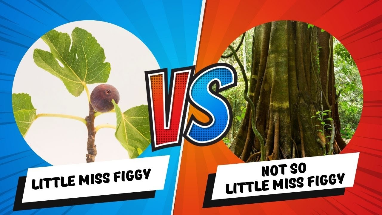 Unveiling the Truth: Is the Little Miss Figgy Fig Tree Really a Dwarf?