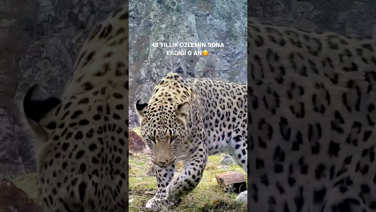 Şuraya bir anadolu leoparı #tbt ‘si bırakalım. Biraz özlem giderelim😊 #shorts