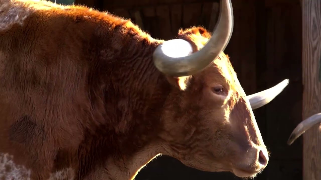 US animal sanctuaries worry as inflation bites | REUTERS
