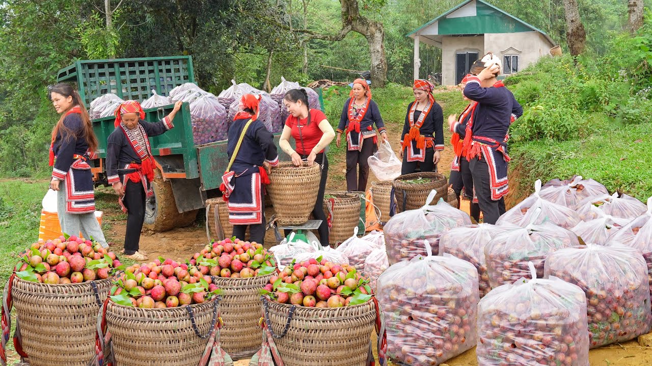 Use Truck To Buy A Lot Of Plums From Ethnic People in the Highlands Goes To Market Sell
