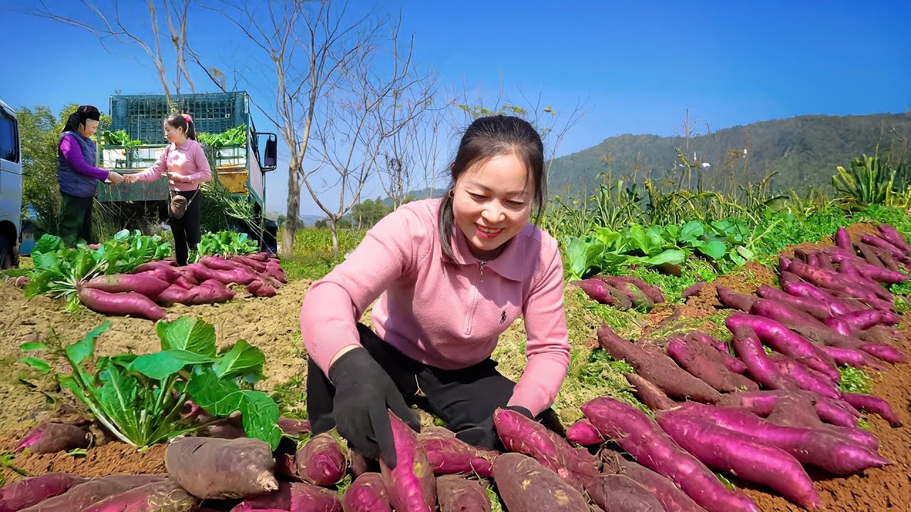Use Truck to Harvest and Transport Sweet Potatoes - Farm Life | Đào Daily Farm