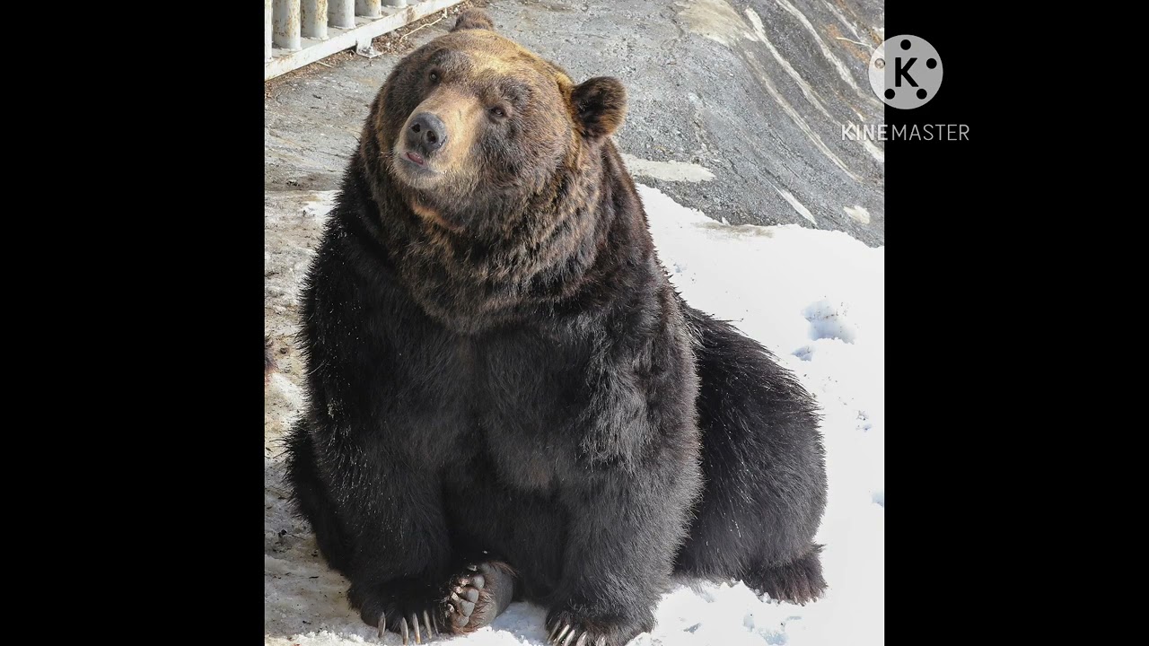 Ussuri Brown Bear Sound Effect 🐻 🔊 (For Steve Myers)