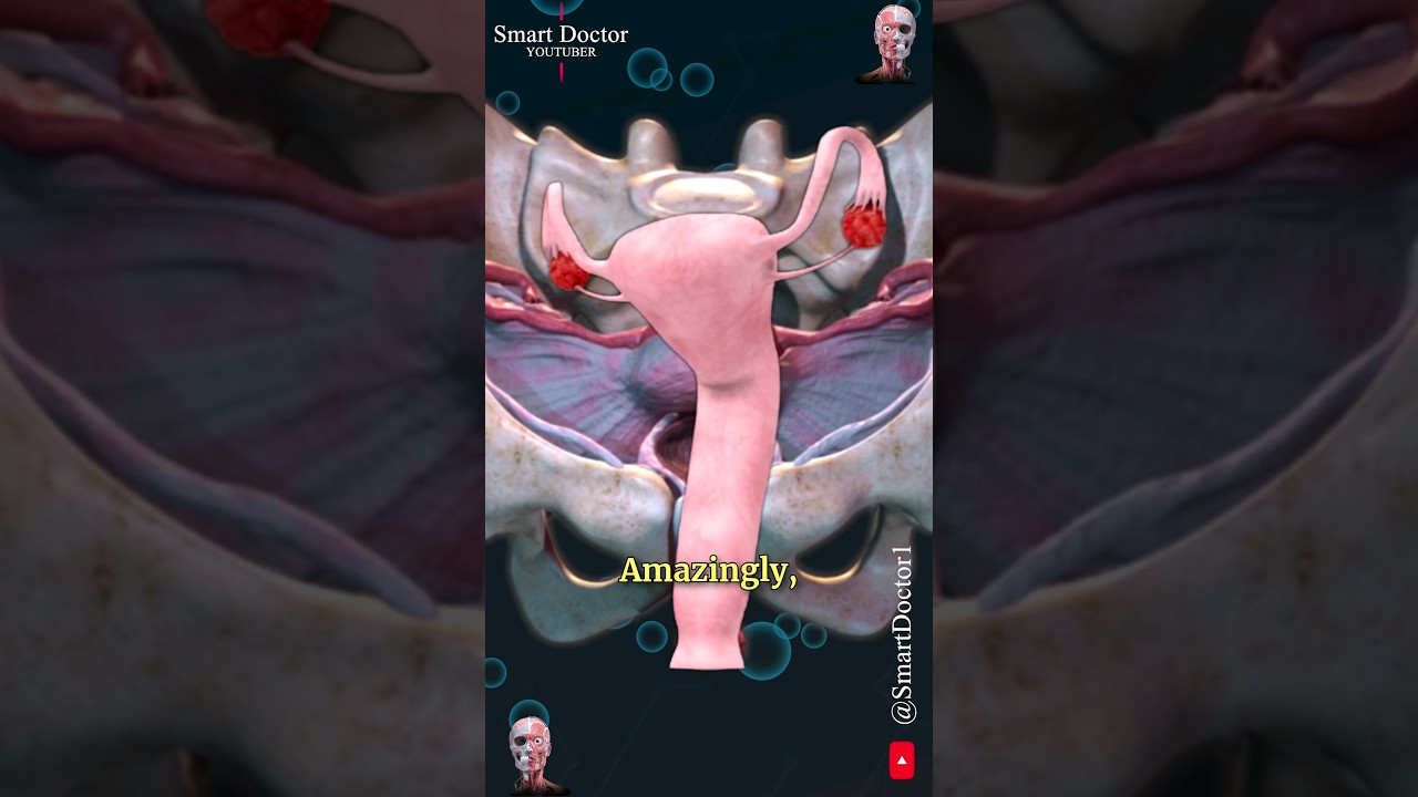 Uterus and Ovary | Captivating Pelvic Panorama ✨‍♀️