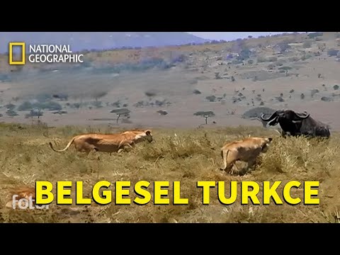 Vahşi Aslan Avı,