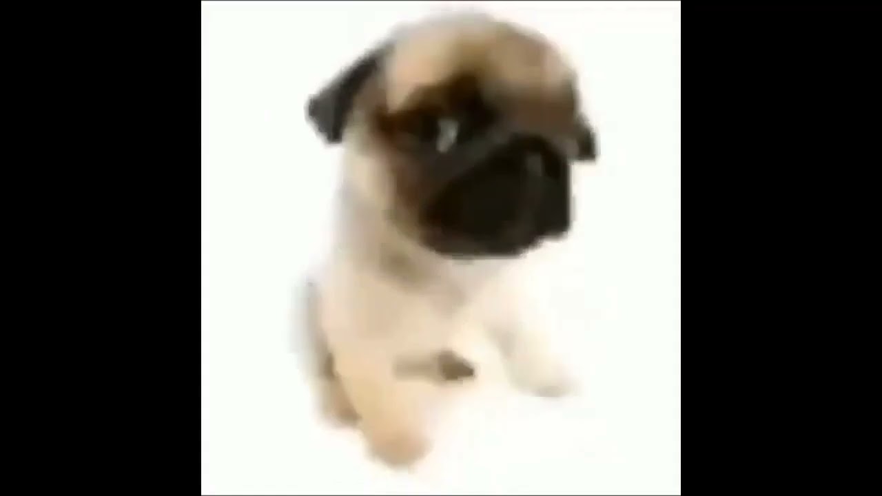 Vai Tomar no Cu Piranha