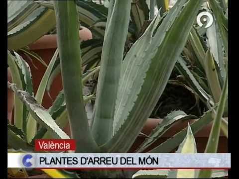 Vangarden En connexió c9.wmv
