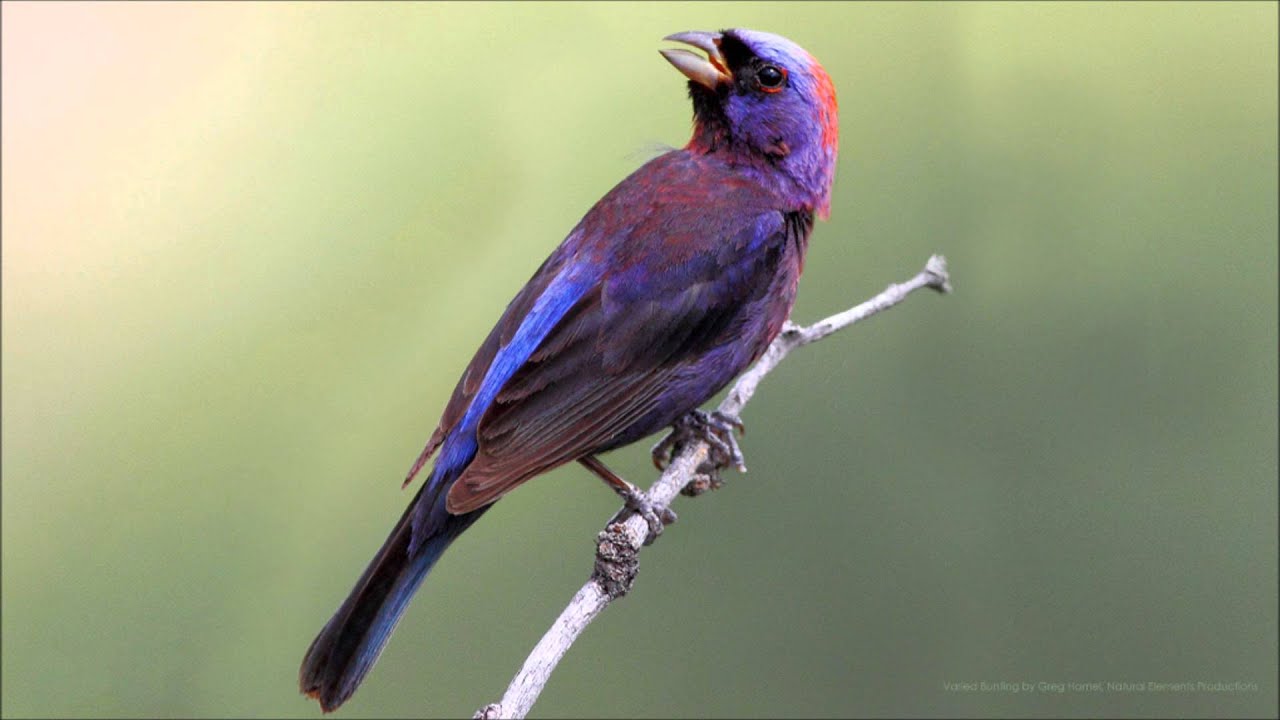 Varied Bunting Song