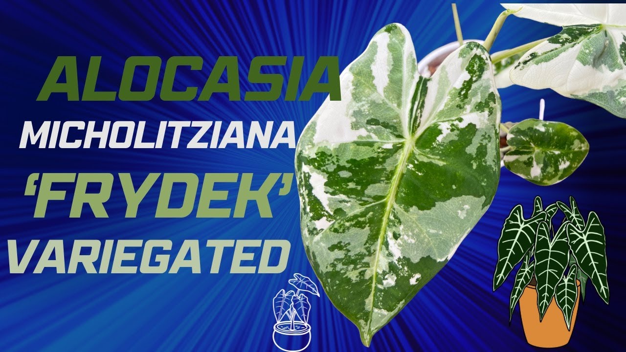 Variegated Alocasia micholitziana 'Frydek' ; Show me the Green episode 19