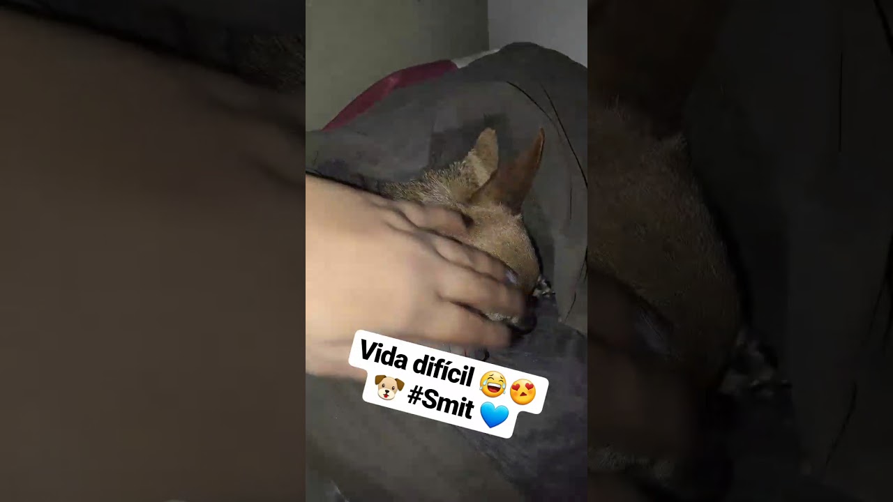 Vc pra smp ❤🐶