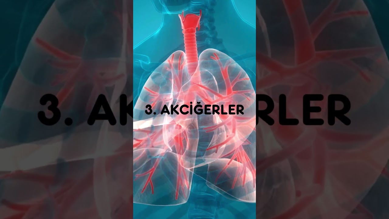 Vücudumuzdaki organların büyüklük sıralaması #body #vücud #biilgi #bilim #organ #organlar #science