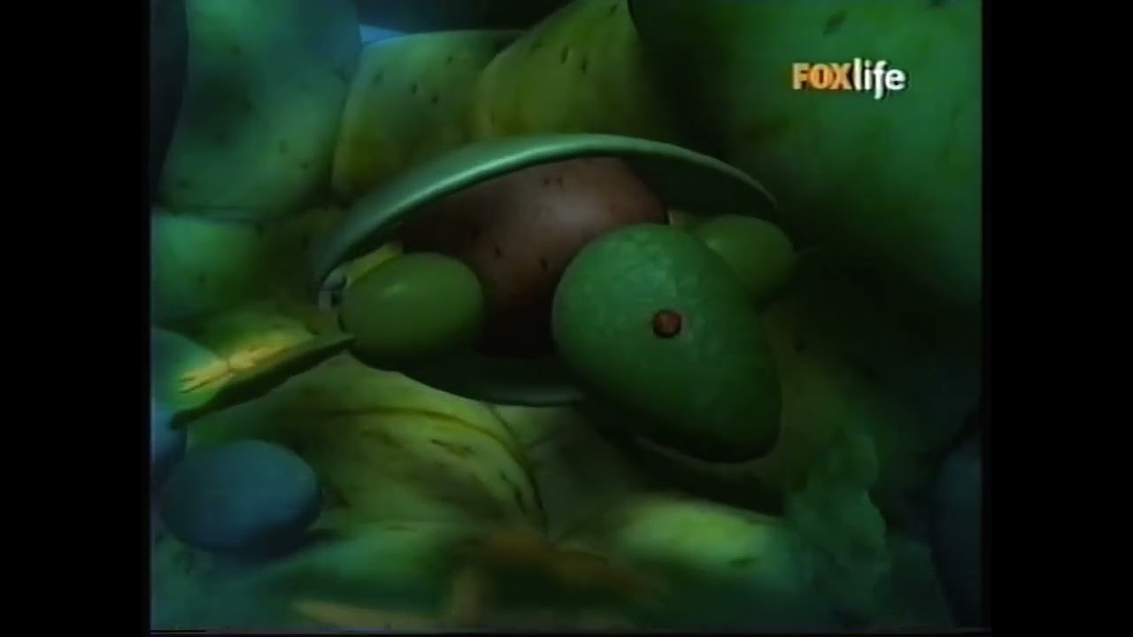 Vegimer - Tortuga - BabyTV