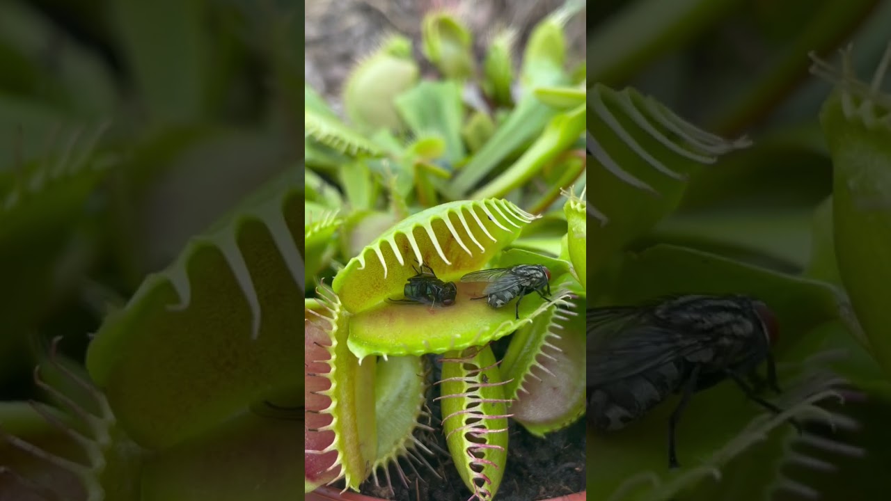 Venus fly trap eating, flytrap bug eater plant!!🦖