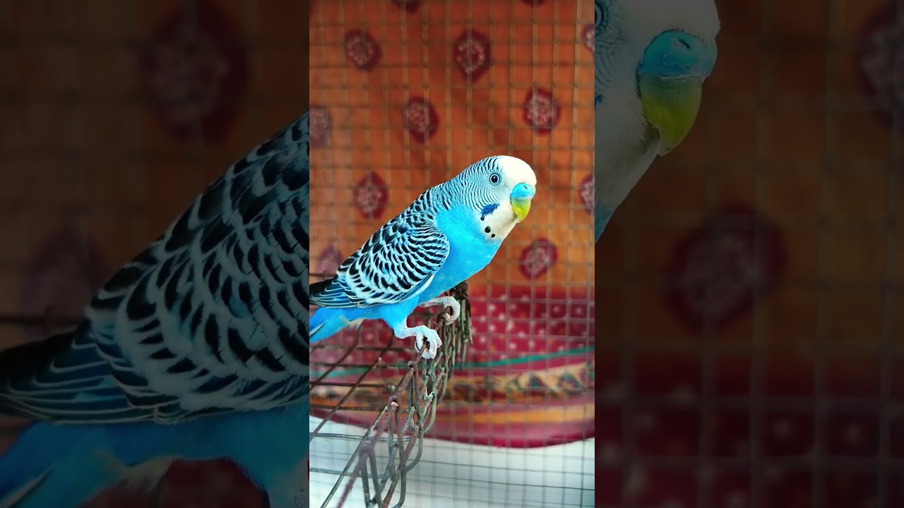 Veri Veri cute baby Baji sound🤗🐦💫 #budgies