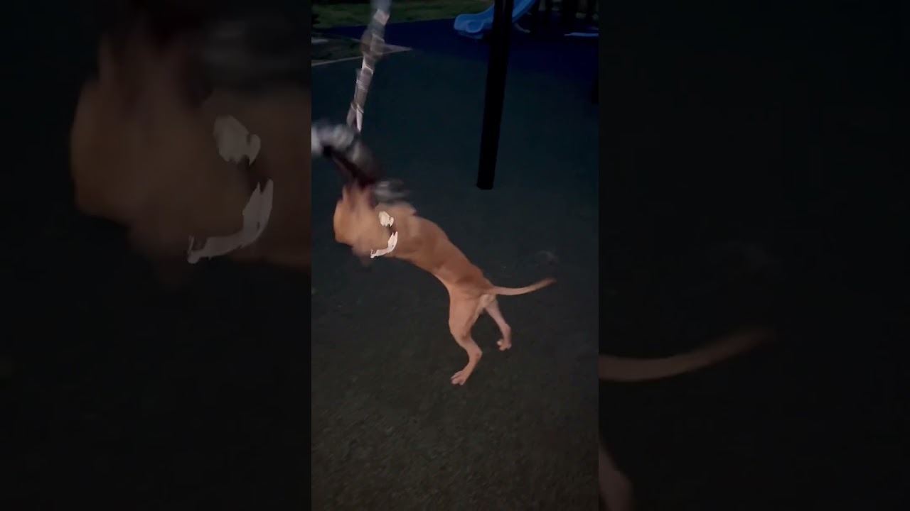vertical spring pole work #apbt #dog #pitbull #explore #foru #doglover #fitness #fun #foru #shorts