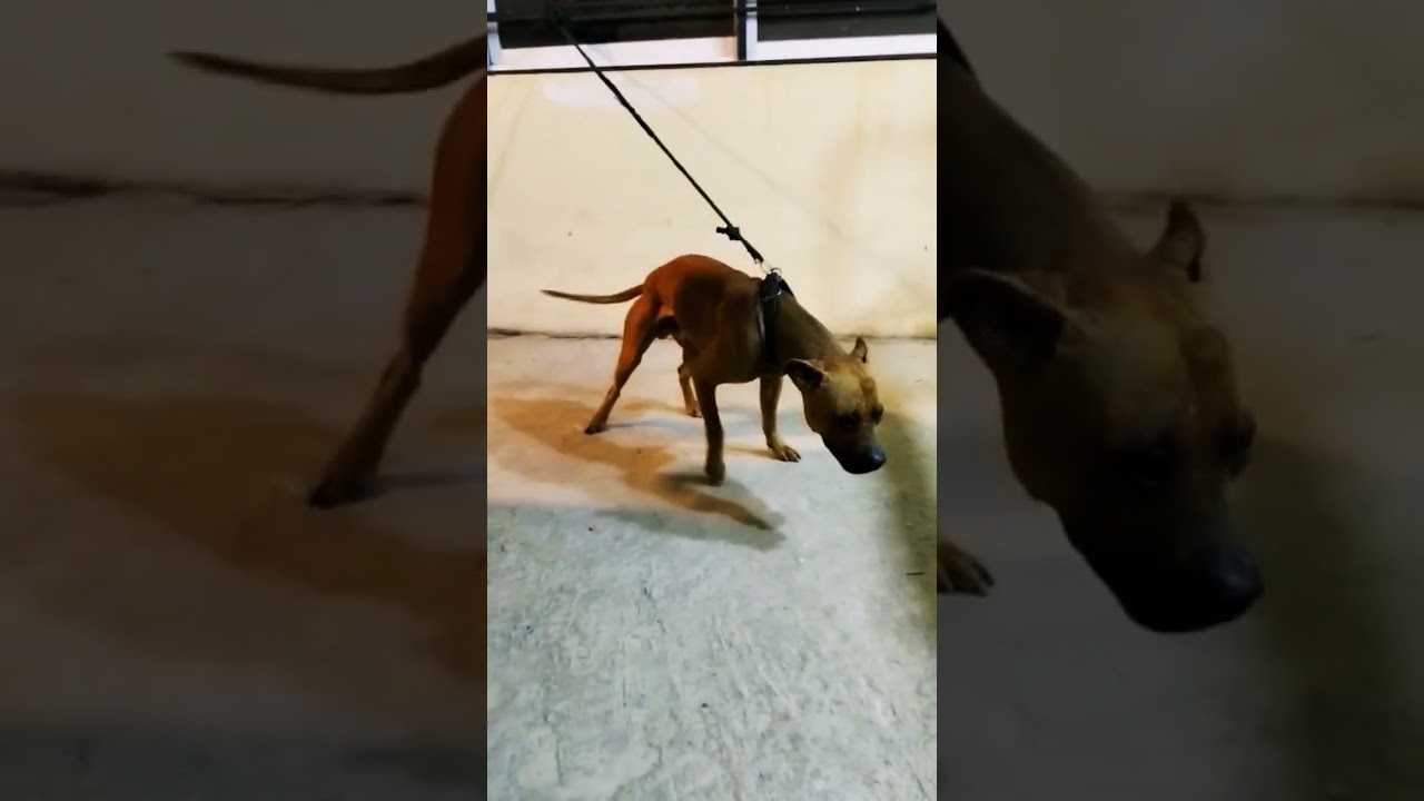 Very strong Pitbull Henchman Redboy Jocko Jeep #americanpitbullterrier #dogbreed #apbt #dog