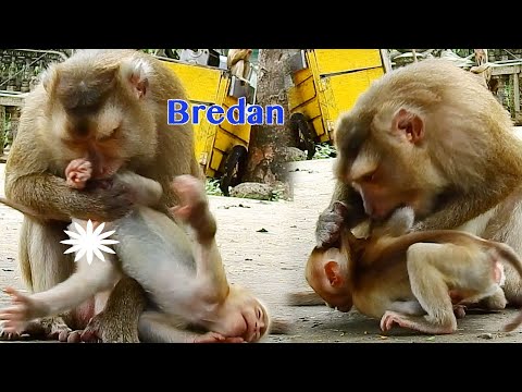 Very Very Pity Baby Bredan Got Warning By Mama Brenda To Wean