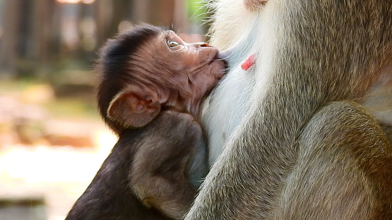 VERY VERY SWEET MOMMY. THANK FOR FEED MILK EVERYDAY. CUTEST BABY ELFI TRY MILK.