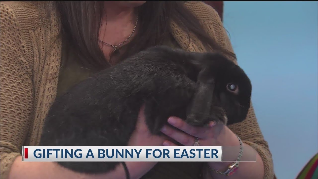 Vet Blair: Gifting a bunny for Easter